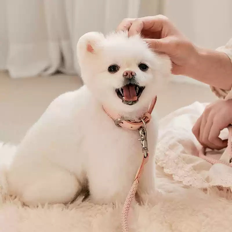 Leather Pet Collar And Leash Set: Elevate Your Pet's Walking Experience